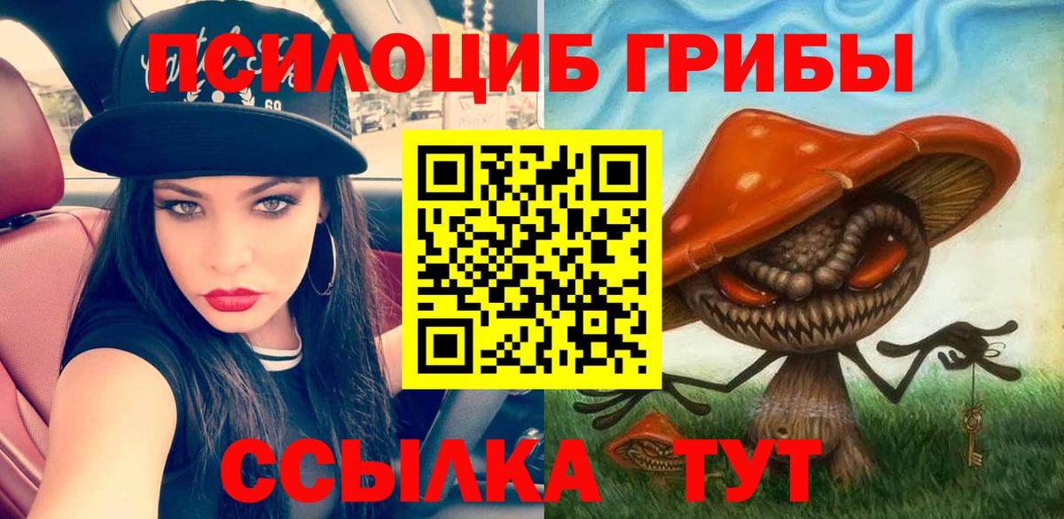 Псилоцибиновые грибы MAGIC MUSHROOMS  где продают наркотики  Вход с VPN  Курчалой  Псилоцибиновые грибы Cubensis 
